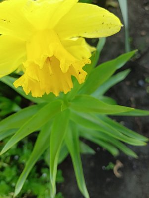 Перепелиная ферма