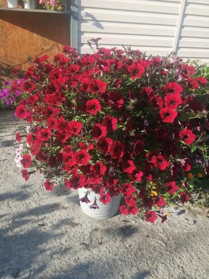 Рассада Кедровый 16