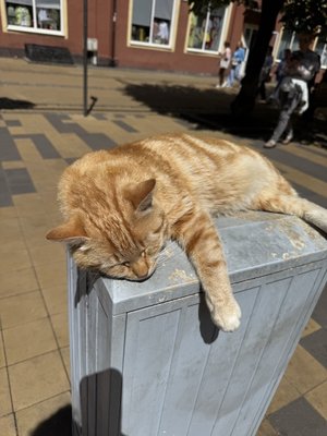 Инга гид Калининград экскурсии